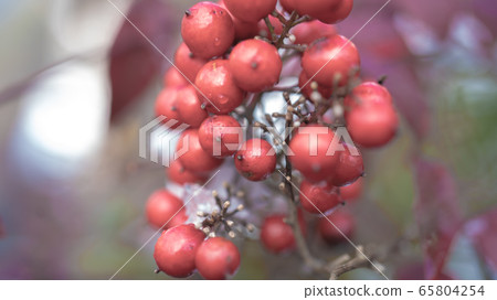 南方的天空 65804254