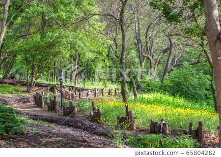自然友好的生態公園,設有人行道 自然友好的生態公園,設有人行道 65804282