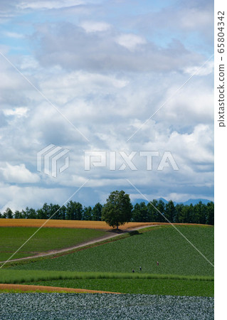 Farmland like patchwork 65804342