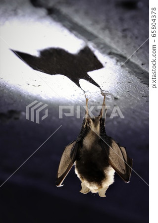 Rear view of lesser horseshoe bat hanging from Rear view of lesser horseshoe bat hanging from 65804378