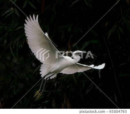 A closeup shot of the great egret flying above a lake in Zhaoqing, China 65804763