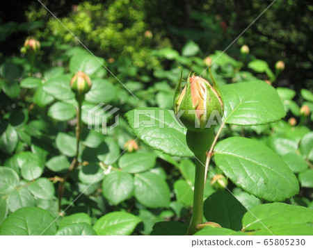 Rosebud (Charles Darwin) 65805230