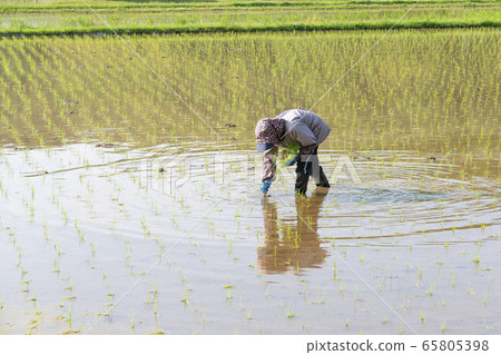 Rice planting, supplementary planting, female 65805398
