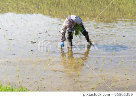 Rice planting, supplementary planting, female Rice planting, supplementary planting, female 65805399