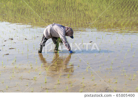 水稻種植，輔助種植，女性 65805400