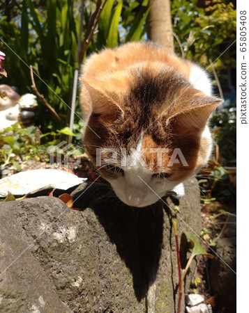 Cat calico cat 65805408