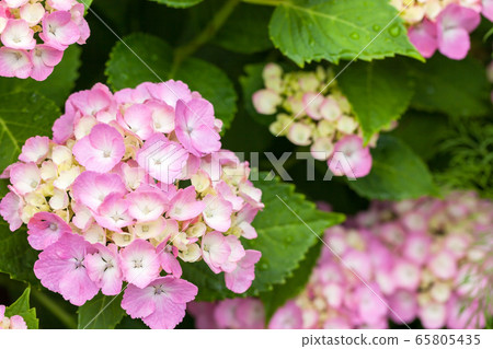 hydrangea   65805435
