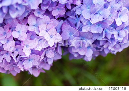 Hydrangea drop 65805436