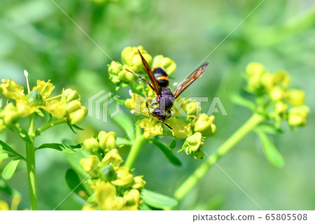 Entotsu-doro wasp 65805508