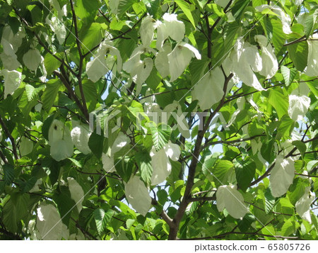 Handkerchief in full bloom blooming against the blue sky Handkerchief in full bloom blooming against the blue sky 65805726