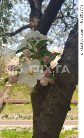 Cherry Blossom Cherry Blossom 65805772