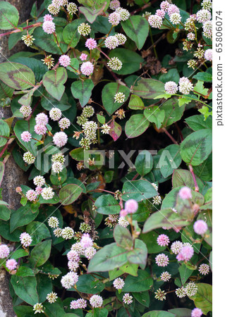 Himetsu buckwheat 9329 65806074