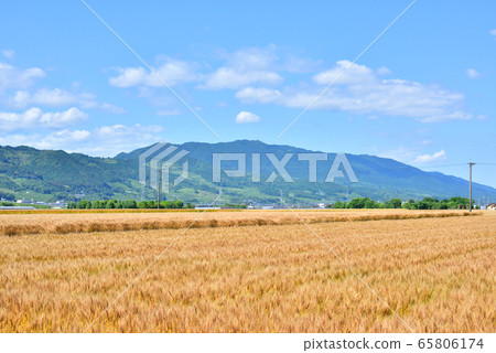 Mugiaki Wheat field Harvest image Early summer image Mugi autumn 65806174