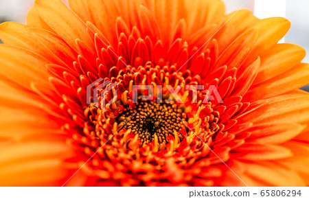 Big Selection of Colorful Gerbera flower Gerbera 65806294