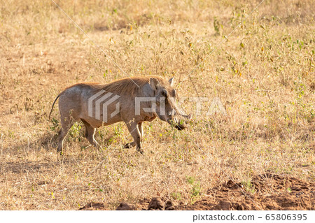 Warthog seen in Tarangire National Park, Tanzania Warthog seen in Tarangire National Park, Tanzania 65806395