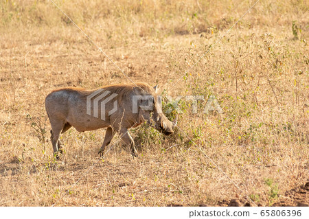 Warthog seen in Tarangire National Park, Tanzania 65806396