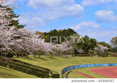 Cherry blossoms and stadium 65806567