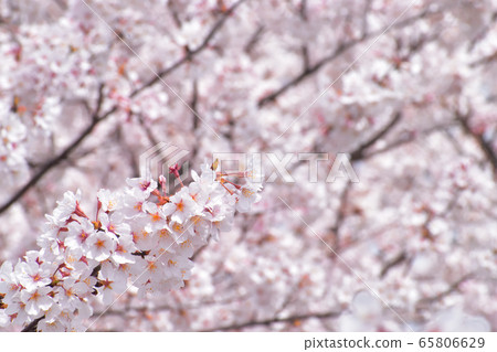 Cherry Blossoms	 65806629