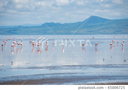 Big Group of Pink Lesser Flamingo at Lake Natron, Tanzania, Africa Big Group of Pink Lesser Flamingo at Lake Natron, Tanzania, Africa 65806725