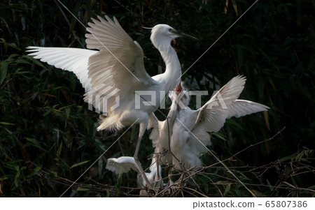 The Great Egret nestlings demanding food from mother 65807386