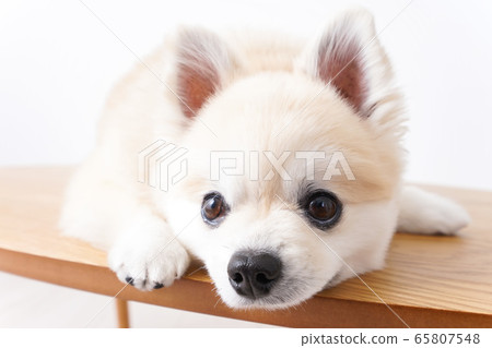 可愛的小狗 65807548