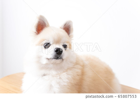 Cute dog Cute dog 65807553
