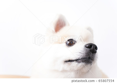 Cute dog Cute dog 65807554