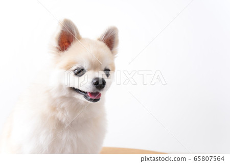 Cute dog Cute dog 65807564