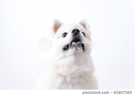 Cute dog Cute dog 65807569