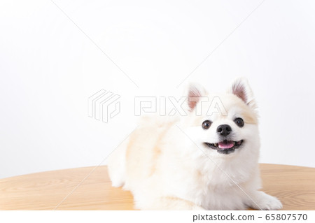Cute dog Cute dog 65807570
