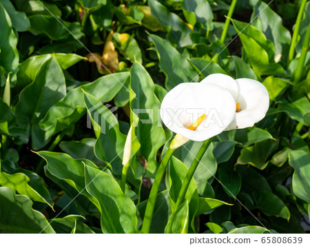 beautiful white Calla lily in morning beautiful white Calla lily in morning 65808639
