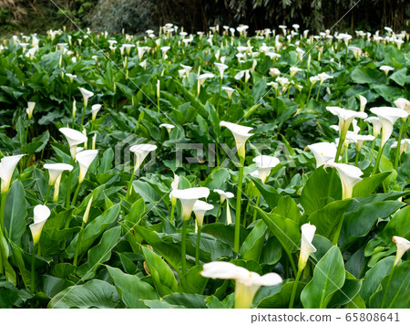 beautiful white Calla lily in morning 65808641