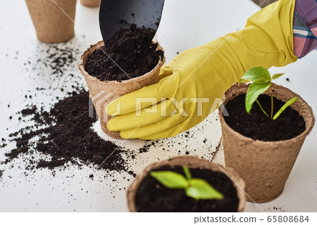 Woman hands in a yellow gloves transplating plant. 65808684