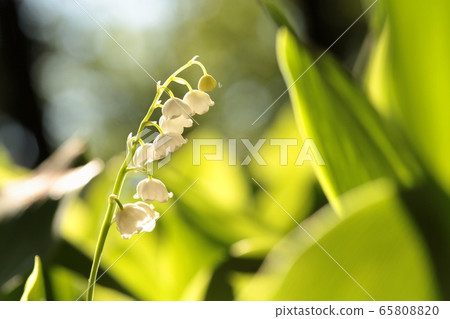 Lily of the valley in the forest 65808820