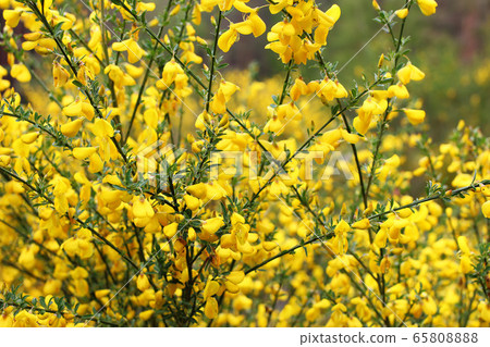 Close-up of blooming cytisus scoparius, yellow broom. Shrub brunches with blossoms in spring, selective focus. Beauty of nature concept. Close-up of blooming cytisus scoparius, yellow broom. Shrub brunches with blossoms in spring, selective focus. Beauty of nature concept. 65808888