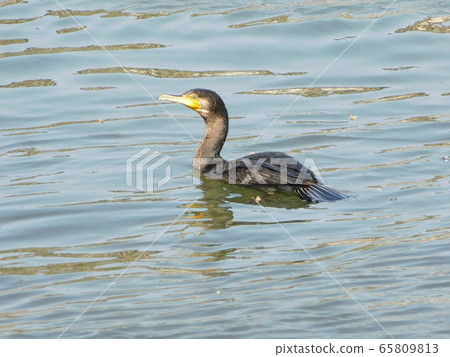 Great cormorant swimming in the river 65809813