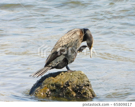 Great cormorant resting its wings on the stone Great cormorant resting its wings on the stone 65809817