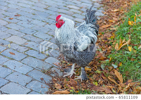 Big Rooster Big Rooster 65811109