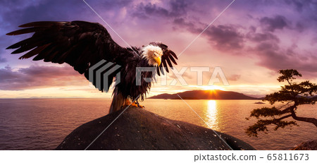 Big Bald Eagle with wings Open sitting on the Ocean Coast Big Bald Eagle with wings Open sitting on the Ocean Coast 65811673