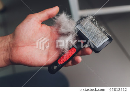 Pet brush with gray fur after grooming pet cat allergy fur concept close up. 65812312