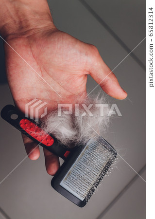 Pet brush with gray fur after grooming pet cat allergy fur concept close up. 65812314