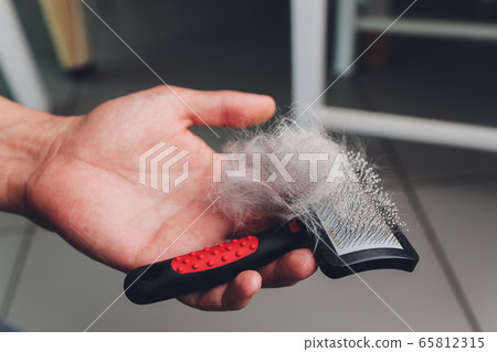 Pet brush with gray fur after grooming pet cat allergy fur concept close up. 65812315