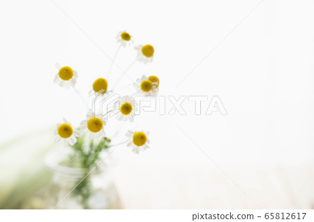 Chamomile flowers 65812617