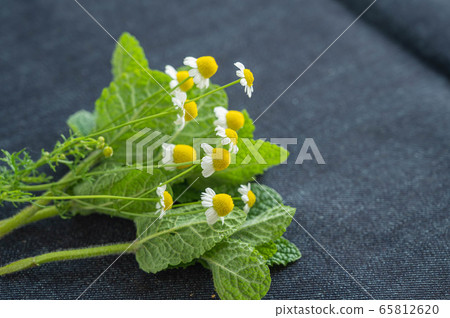 Mint leaves and chamomile flowers 65812620
