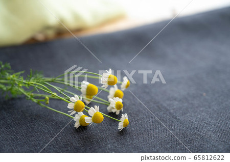 洋甘菊花 洋甘菊花 65812622