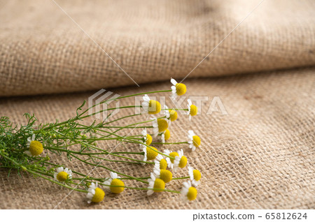 亞麻和洋甘菊花 65812624