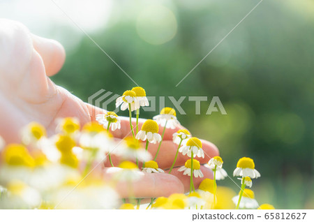 棕櫚和洋甘菊花 65812627