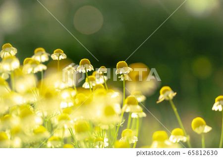 洋甘菊花 洋甘菊花 65812630