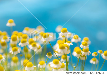 洋甘菊花 洋甘菊花 65812631