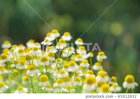 洋甘菊花 洋甘菊花 65812632